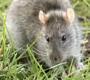 Rat surmulot dans l'herbe en Turquie, 2020 (Zeynel Cebeci, CC BY SA 4.0 via Wikimedia Commons)