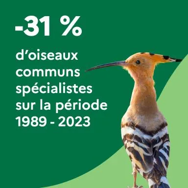 -31 % d'oiseaux communs spécialistes sur la période 1989-2023