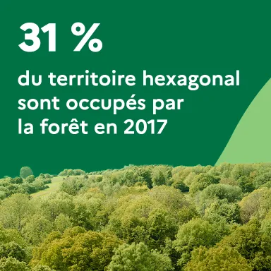31 % du territoire hexagonal sont occupés par la forêt en 2017