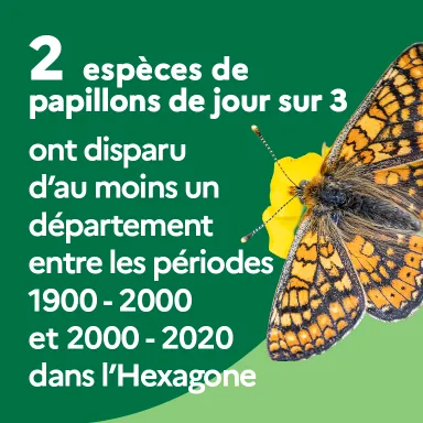 2 espèces de papillons de jour sur 3 ont disparu d'au moins un département entre les périodes 1900-2000 et 2000-2020 dans l'Hexagone