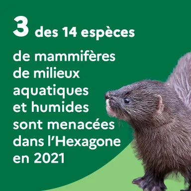 3 des 14 espèces de mammifères de milieux aquatiques et humides sont menacées dans l'Hexagone en 2021