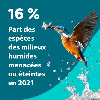 16 % : Part des espèces des milieux humides menacées ou éteints en 2021
