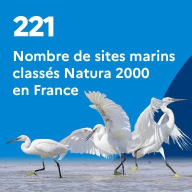 221 : Nombre de sites marins classés Natura 2000 en France en 2021