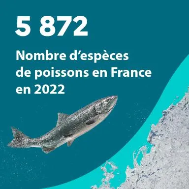 5 872 : Nombre d'espèces de poissons en France en 2022