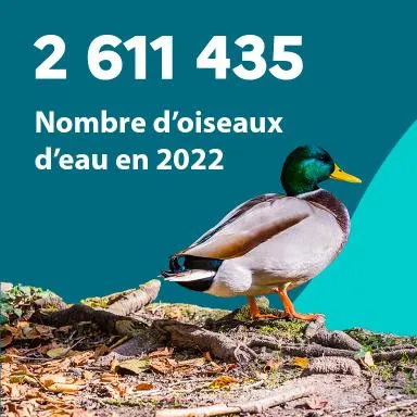 2 611 435 : Nombre d'oiseaux d'eau en 2022