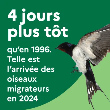 4 jours plus tôt qu'en 1996. Telle est l'arrivée des oiseaux migrateurs en 2024