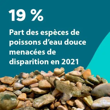 19 % : Part des espèces de poissons d'eau douce menacées de disparition en 2021