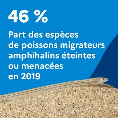46 % : Part des espèces de poissons migrateurs amphihalins éteintes ou menacées en 2019