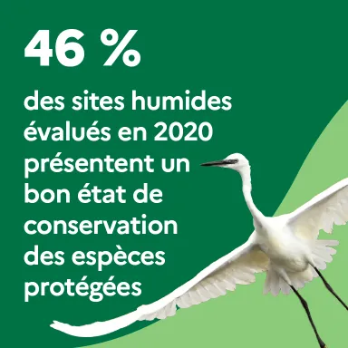 46 % des sites humides évalués en 2020 présentent un bon état de conservation des espèces protégées