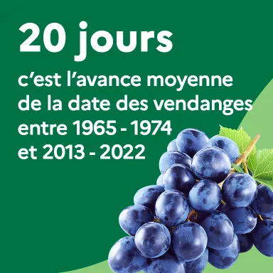 20 jours, c'est l'avance moyenne de la date des vendanges entre 1965-1974 et 2013-2022