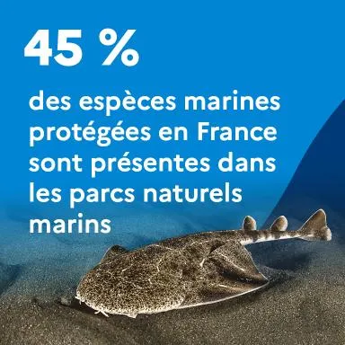 45% des espèces marines protégées en France sont présentes dans les parcs naturels marins