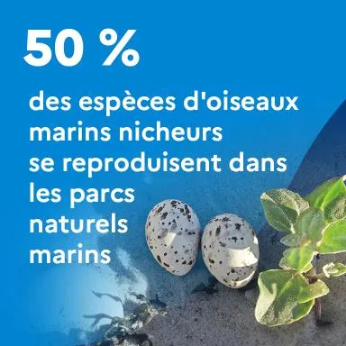 50% des espèces d'oiseaux marins nicheurs se reproduisent dans les parcs naturels marins