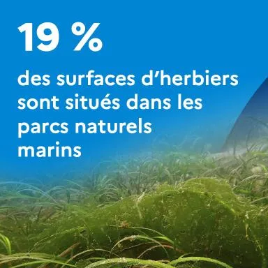 19 % des surfaces d’herbiers sont situés dans les parcs naturels marins