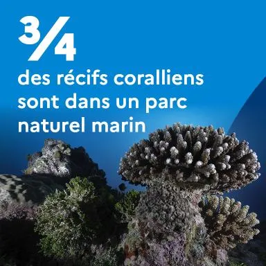 3/4 des récifs coralliens sont dans un parc naturel marin
