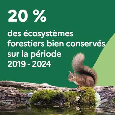 20 % des écosystèmes forestiers bien conservés sur la période 2019-2024