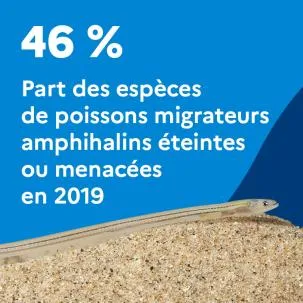 46 % : Part des espèces de poissons migrateurs amphihalins éteintes ou menacées en 2019