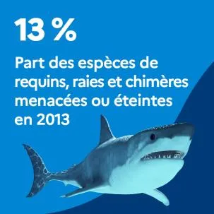 13 % : Part des espèces de requins, raies et chimères menacées ou éteintes en 2013