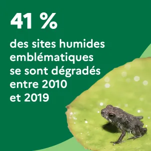 41 % des sites humides emblématiques se sont dégradés entre 2010 et 2019