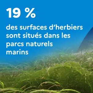 19 % des surfaces d’herbiers sont situés dans les parcs naturels marins