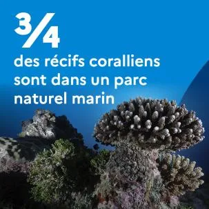 3/4 des récifs coralliens sont dans un parc naturel marin