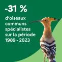 -31 % d'oiseaux communs spécialistes sur la période 1989-2023