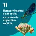 11 : Nombre d'espèces de libellules menacées de disparition en 2016