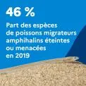 46 % : Part des espèces de poissons migrateurs amphihalins éteintes ou menacées en 2019