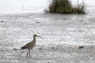 Photo d'un Courlis cendré