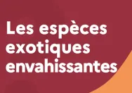 Quiz - Espèces exotiques envahissantes