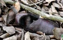 Photo en gros plan d'une gousse ou graine de Courbaril de couleur brun foncé à noir, présentant des traces de morsures de rats, posée sur un lit de feuilles mortes brunes et de petites branches.