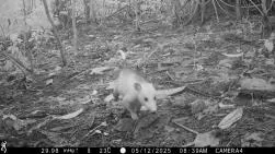Photo en noir et blanc prise par piège photographique montrant un opossum au pelage clair se déplaçant sur un sol forestier jonché de feuilles mortes et de débris végétaux. Date : 05/12/2025, 08h39.