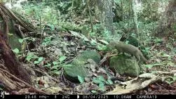 Photo prise par piège photographique montrant une mangouste au pelage brun-gris se déplaçant sur des rochers dans un sous-bois tropical dense avec troncs, feuilles mortes et végétation verte au sol. Date : 06/04/2025, 10h06.