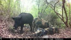 Photo prise par piège photographique montrant trois cochons sauvages, un adulte noir et deux jeunes tachetés noir et brun, un des jeunes est couché au sol, dans une foêt sèche. Date : 05/22/2025, 00h13.