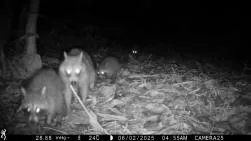 Photo nocturne en noir et blanc prise par piège photographique montrant un groupe de ratons laveurs aux yeux brillants réfléchissant la lumière infrarouge. Date : 06/02/2025, 04h55.