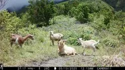 Photo prise par piège photographique montrant un groupe de quatre chèvres férales. Un mâle est couché au milieu de 3 femelles debout, certaines de couleur crème et d'autres brunes et blanches, dans une zone ouverte avec en arrière-plan, une partie de la Montagne Pelée. Date : 05/10/2025, 12h10.