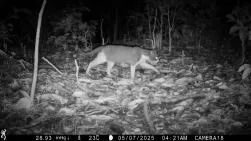 Photo nocturne en noir et blanc prise par piège photographique montrant un chat haret (sauvage) au pelage clair avec des marques sombres, marchant tête baissée sur un sol rocailleux dans un environnement forestier. Date : 05/07/2025, 04h21.