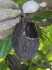 Cabosse de cacao séchée de couleur brun-noir, présentant un large trou ouvert par des rats.