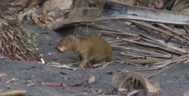 Mangouste au pelage brun-gris ayant récupéré un œuf de tortue marine dans un nid qui a été creusé.