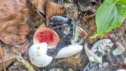 Bébé tortue marine mort, ayant été prédaté par des mangoustes. Le bébé est complétement formé, son éclosion aurait du avoir lieu dans quelques jours. Les fragments de coquilles d'œufs blancs cassés et teintés de rose-rouge à l'intérieur, posés sur du sable noir sont visibles