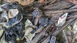 Gros plan sur un amas de fragments de coquilles d'œufs de tortue marines brisées (blanches avec traces de sable noir) et plusieurs bébés tortues au corps sombre morts, prédatés par des mangoustes