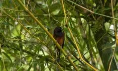 Photo d'un petit oiseau vu de facce et tête de profil, accriché sur une tige de bambou, et entouré d'un feullange dense de bambou (feulle longue fine et vertes). L'oiseau : ventre brun roux, tête et cou noir, bec avec une zone blanche, queue noire.