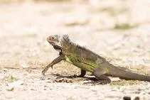 Photo d'un grand iguane gris-brun avec des reflets vert vif sur les flancs, posé sur un sol sablonneux. Il présente une crête dorsale d'épines blanches et noires bien visible, une tête massive aux écailles grises, et de puissantes pattes griffues.