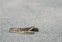 Photo d'un serpent enroulé sur une surface asphaltée grise, au corps recouvert d'écailles à motifs géométriques beige et brun foncé. La tête triangulaire est relevée, montrant le dessous clair de la mâchoire.