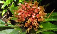 Phroto d'une fleur rouge vif en forme de boule hérissée de pétales pointus, portée par une longue tige verte et entourée de grandes feuilles vert foncé aux nervures marquées et aux bords dentelés, dans un environnement de sous-bois tropical.	