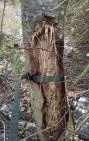 Photo de tronc d'arbre dont l'écorce a été arrachée par des chèvres férales