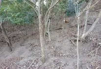 Photo de la vue d'un sous-bois tropical appauvri avec un sol nu et compact, parsemé de feuilles mortes. Les arbres aux troncs fins et clairs présentent peu de végétation basse, témoignant d'un écosystème dégradé par les chèvres férales