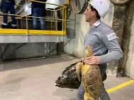 Photo d'un agent de l'OFB portant 2 tortues marines naturalisées en direction d'un incinérateur