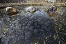 Photo de nasses de capture de grenouilles rousses dans un plan d'eau