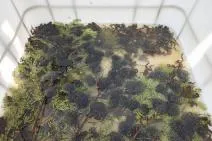 Photo de grenouilles rousses et leurs pontes dans un bac de récolte