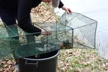 Photo d'une personne récoltant des grenouilles rousses capturées dans une nasse